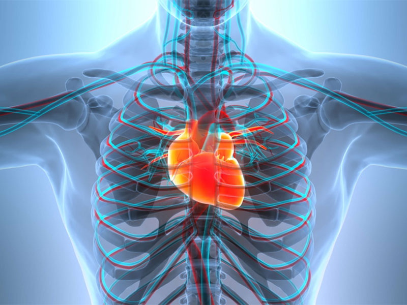 Human chest showing heart and blood vessels